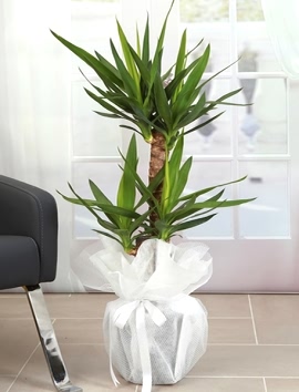 2 Lİ Yucca