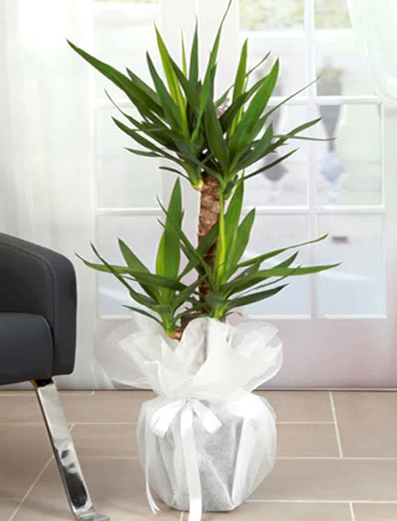 2 Lİ Yucca