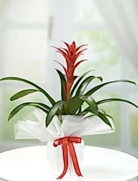 Guzmania